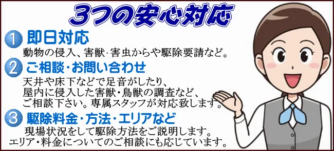 天井や壁からの動物臭の消毒施工