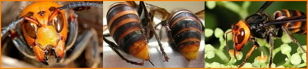 スズメバチ・蜂の巣の駆除解決